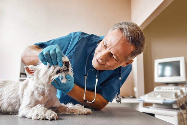 Best 24-Hour Emergency Dentist in Middlefield, OH